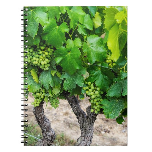 Carnet Raisin de cuve, France (Devant)