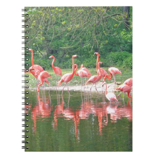 Carnet Rangée de Flamant rose au lac au printemps, Oiseau (Devant)