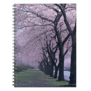 Carnet Rangée des arbres de cherryblossom