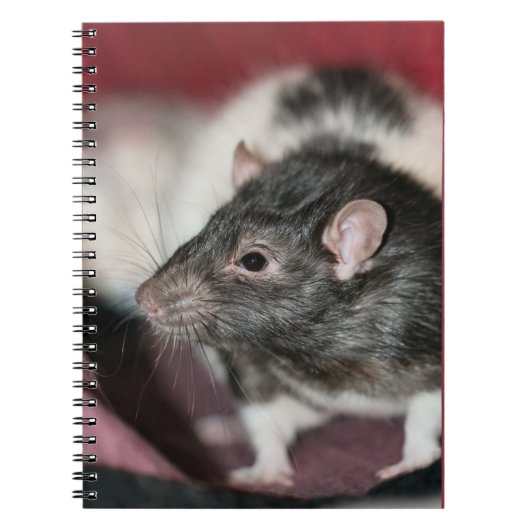Carnet Rat (Devant)