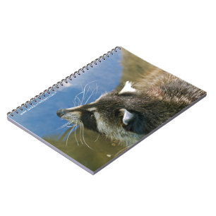 Carnet Raton laveur