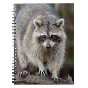 Carnet Raton laveur, Procyon lotor, Floride, États-Unis 2