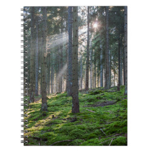 Carnet Rayons de soleil dans la Forêt-Noire