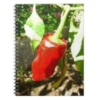Carnet Red Capsicum