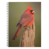 Carnet Red Cardinal (Devant)