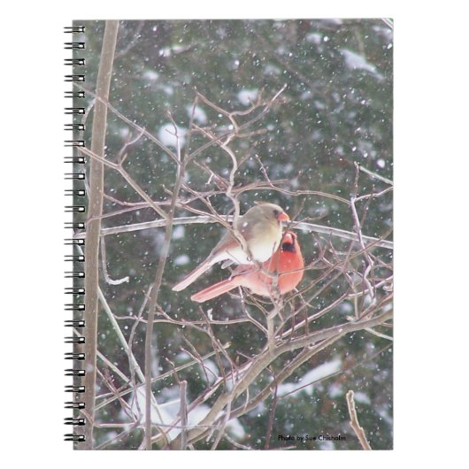 Carnet Red Cardinal Bird (Devant)