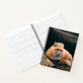 Carnet Red Fox dormant (Intérieur)