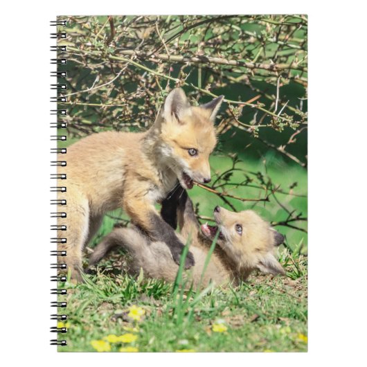 Carnet Red Fox Kits Jouer (Devant)