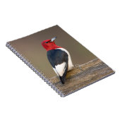 Carnet Red-headed Woodpecker on fence (Côté Droit)