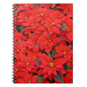 Carnet Red Poinsettias I Christmas Holiday Floral Photo