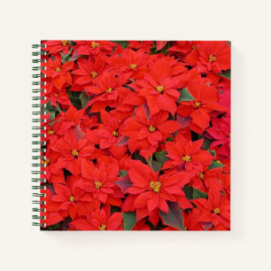 Carnet Red Poinsettias I Christmas Holiday Floral Photo