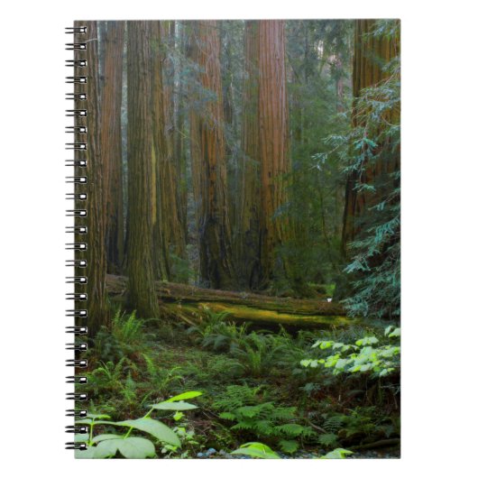 Carnet Redwoods Dans Le Parc National De Muir Woods (Devant)