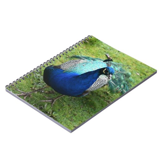 Carnet Regal Peacock Power (Côté gauche)