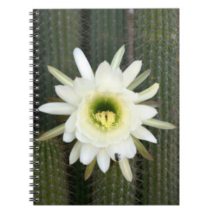 Carnet Reine de la Fleur de Cactus de Nuit, Région du Kar