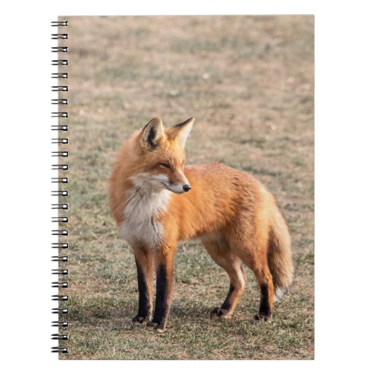 Carnet Renard rouge dans un champ (Devant)