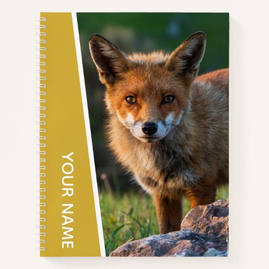 Carnet Renard rouge en Australie, Or (Devant)