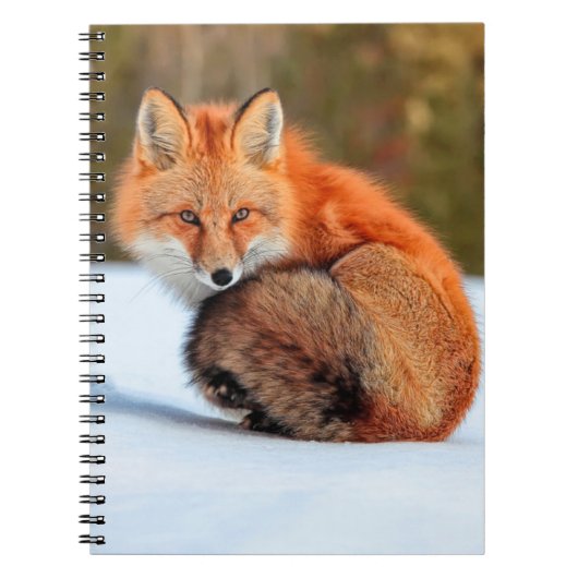 Carnet Renard Rouge En Neige | Yukon (Devant)
