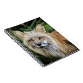 Carnet Renard sauvage (Côté Droit)