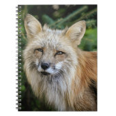 Carnet Renard sauvage (Devant)
