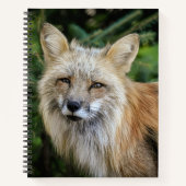 Carnet Renard sauvage (Devant)