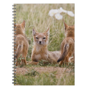 Carnet Renard swift (Vulpes velox) femelle avec des jeune