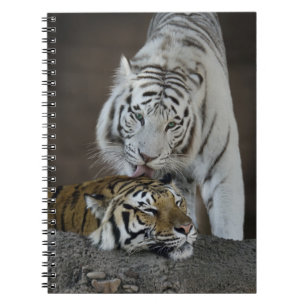 Carnet Repos blanc et Brown de tigres