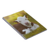 Carnet Repos de veau (Côté Droit)