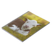 Carnet Repos de veau (Côté gauche)
