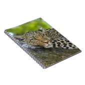 Carnet Repose du léopard (Côté Droit)