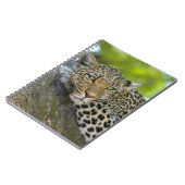 Carnet Repose du léopard (Côté gauche)