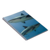 Carnet Requin des Caraïbes (Côté Droit)