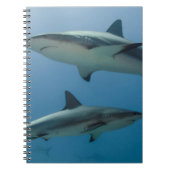 Carnet Requin des Caraïbes (Devant)