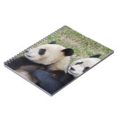 Carnet Réserve de Wolong, Chine, Panda géant embrassant (Côté gauche)