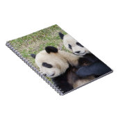 Carnet Réserve de Wolong, Chine, Panda géant faisant un c (Côté Droit)