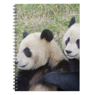 Carnet Réserve de Wolong, Chine, Panda géant faisant un c