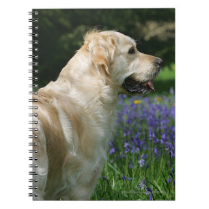 Carnet Retreiver d'or en fleurs
