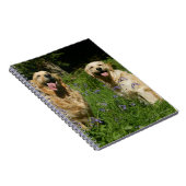 Carnet Retreivers d'or dans l'herbe (Côté Droit)