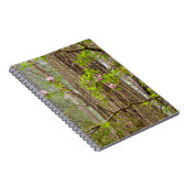 Carnet Rhododendrons florissants | Redwoods State Park, C (Côté Droit)