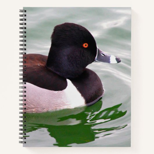 Carnet Ring Necked Duck (Devant)