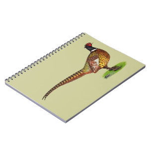 Carnet Ringneck Pheasant Rooster