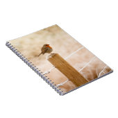 Carnet Robin d'hiver Redsein (Côté Droit)