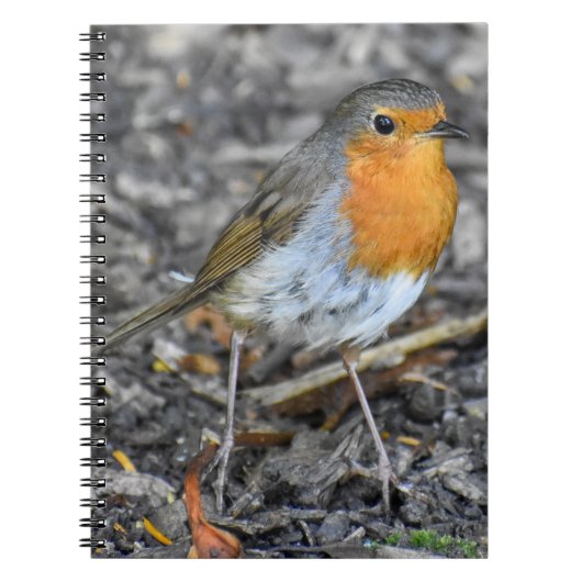 Carnet Robin étonnant (Devant)