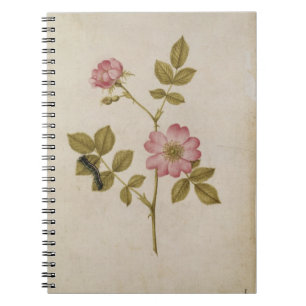 Carnet Rosa Canina - Dogrose et Caterpillar (crayon et
