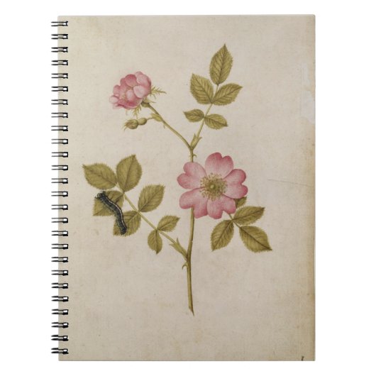 Carnet Rosa Canina - Dogrose et Caterpillar (crayon et (Devant)