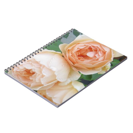 Carnet Rosa 'Jude the Obscure' (Côté gauche)