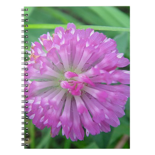 Carnet Rosa Kleeblüte (Devant)
