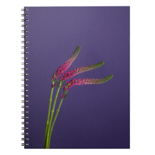 Carnet rose (Devant)