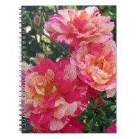 Rose à rayures roses et blanches Floral Art Small