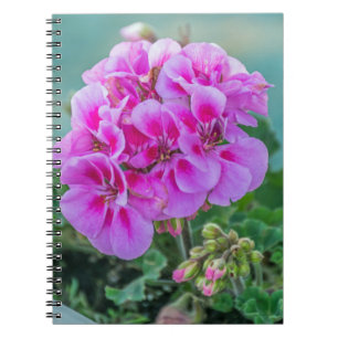 Carnet rose de géraniums
