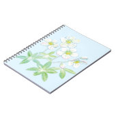 Carnet Rose de Noël, Helleborus niger (Côté gauche)
